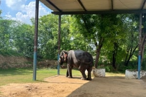 Elefun – det bästa elefantreservatet i Jaipur