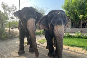 Elefun – det bästa elefantreservatet i Jaipur