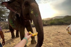 Il santuario degli elefanti per vivere la migliore esperienza con gli elefanti a Jaipur