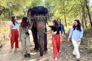 Il santuario degli elefanti per vivere la migliore esperienza con gli elefanti a Jaipur
