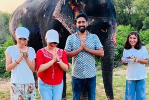 Il santuario degli elefanti per vivere la migliore esperienza con gli elefanti a Jaipur