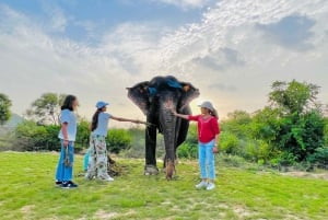 Il santuario degli elefanti per vivere la migliore esperienza con gli elefanti a Jaipur