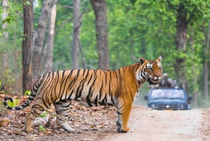 Exciting Day Trip from Jaipur to Ranthambore Wildlife Safari