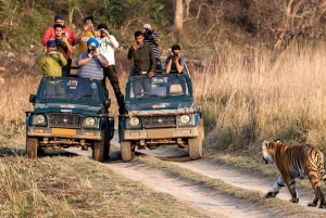 Exciting Day Trip from Jaipur to Ranthambore Wildlife Safari