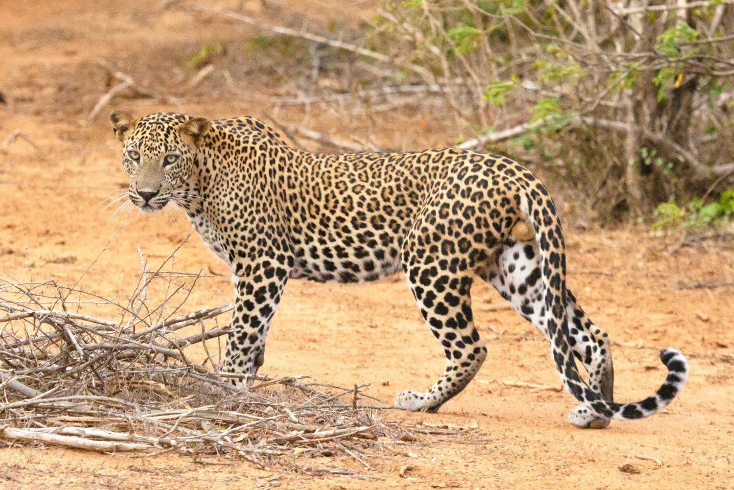 Safari esclusivo al Jhalana Leopard Park compresi i trasferimenti