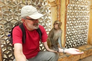 Escursione ad Abhaneri e al Tempio delle Scimmie da Jaipur