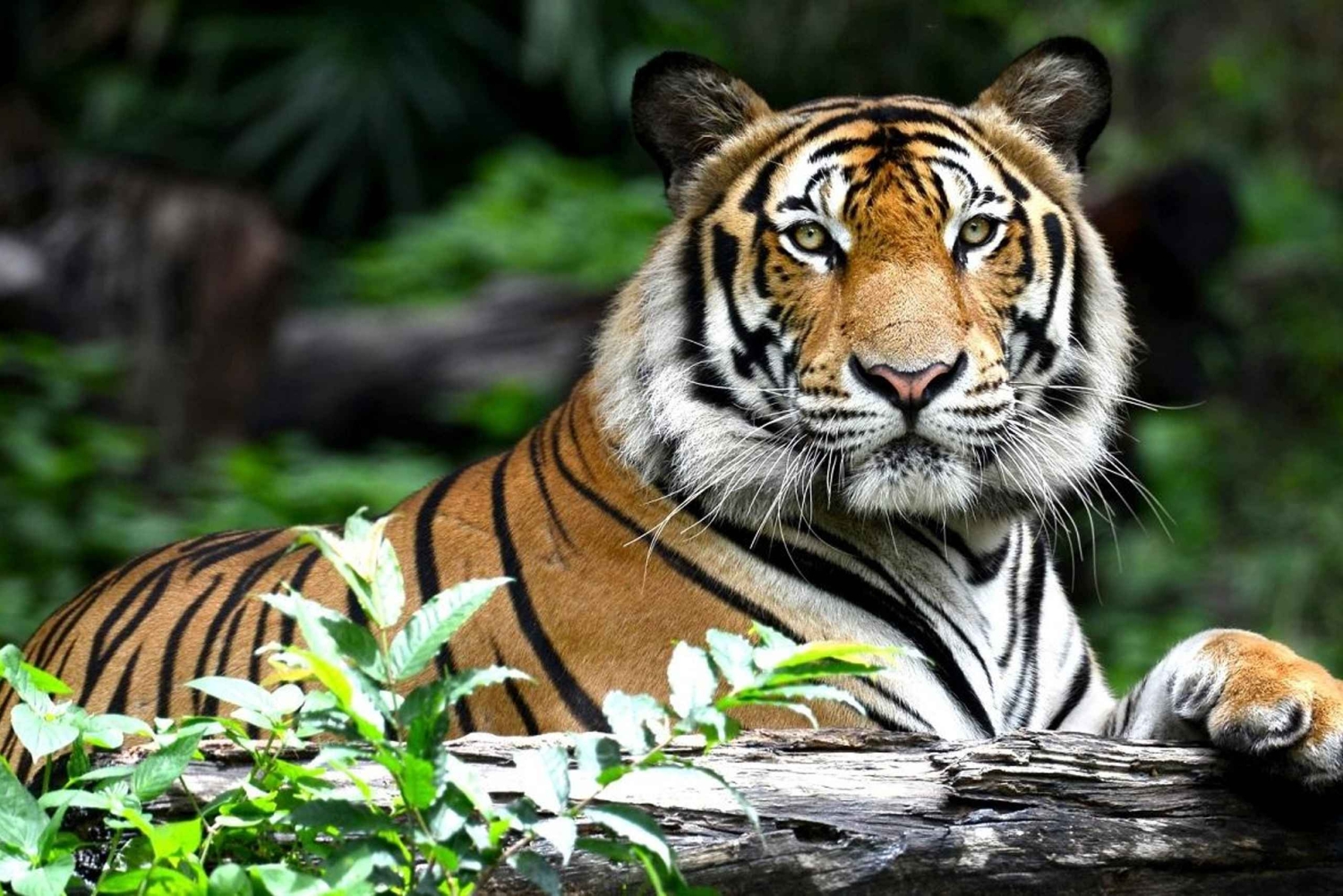 Ontdek de Gouden Driehoek Tour met Ranthambore Safari 7 Dagen