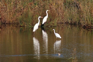 Fatehpur, Bird Sanctuary, Chand Baori Jaipur Drop From Agra