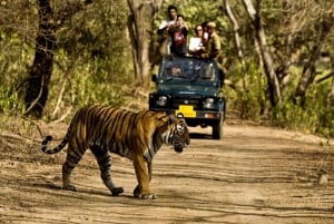 Da Delhi: Tour del Rajasthan di 16 giorni con safari della tigre