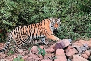 Da Delhi: tour di 2 giorni a Jaipur con safari alla tigre di Ranthambore