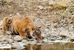 Da Delhi: tour di 2 giorni a Jaipur con safari alla tigre di Ranthambore