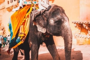 Fra Delhi: 3-dagers Golden Triangle-tur med tigersafari