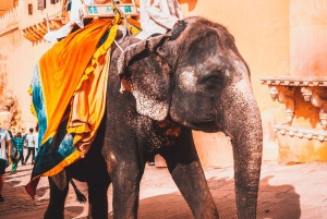 Fra Delhi: 3-dagers Golden Triangle-tur med tigersafari