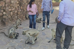 Van Delhi: 3-daagse Gouden Driehoek-tour