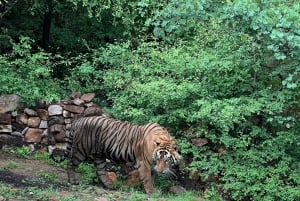 Delhi: Privat 3-dages Jaipur & Ranthambore Tiger Safari-tur