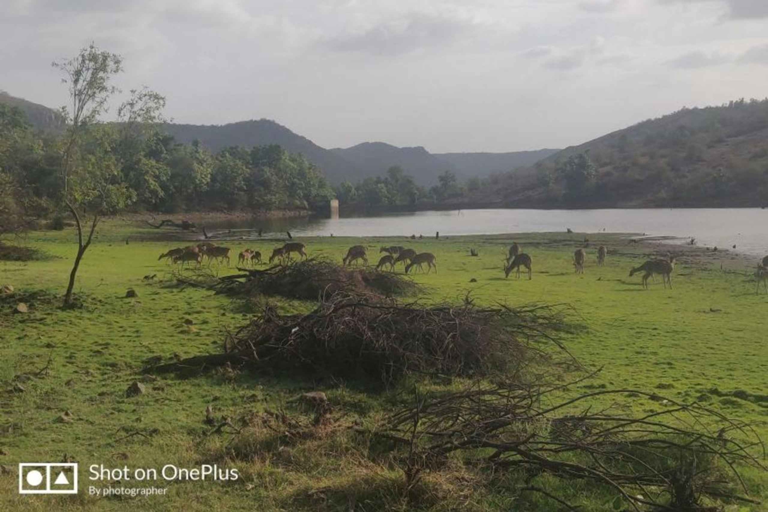デリー発：3 日間のジャイプール & ランタンボール野生動物サファリ ツアー