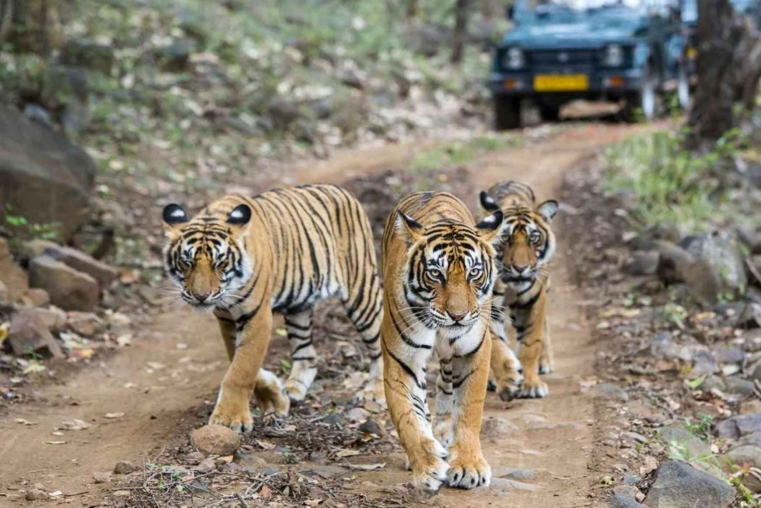 From Delhi 3 Days Tour of Ranthambore Tiger safari