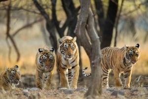 Fra Delhi 3 dagers tur til Ranthambore tigersafari