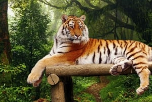 Fra Delhi 3 dagers tur til Ranthambore tigersafari