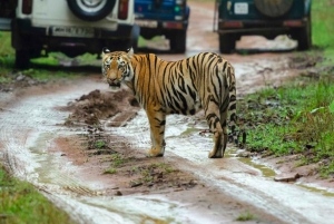 Fra Delhi 3 dagers tur til Ranthambore tigersafari