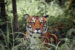 Fra Delhi 3 dagers tur til Ranthambore tigersafari