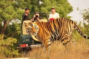 Fra Delhi 3 dagers tur til Ranthambore tigersafari