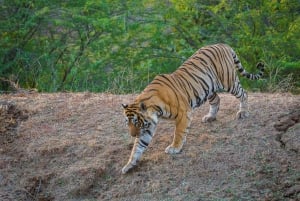 Fra Delhi: 3 dages tur med tigersafari i Ranthambore