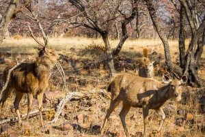 Fra Delhi: 3 dages tur med tigersafari i Ranthambore