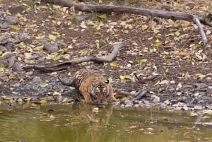 Fra Delhi: 3 dages tur med tigersafari i Ranthambore