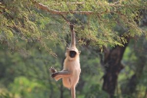 Fra Delhi: 3 dages tur med tigersafari i Ranthambore