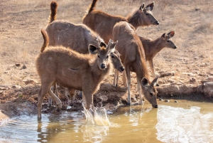 Fra Delhi: 3 dages tur med tigersafari i Ranthambore