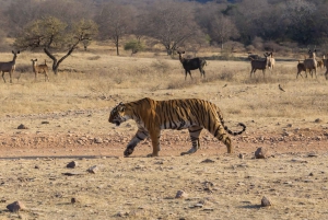 Fra Delhi: 3 dages tur med tigersafari i Ranthambore