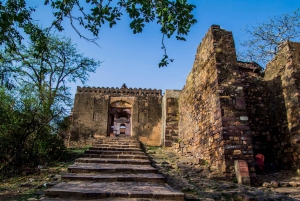 Fra Delhi: 3 dages tur med tigersafari i Ranthambore