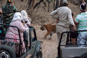 Fra Delhi: 3 dages tur med tigersafari i Ranthambore