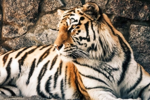 Fra Delhi: 3 dages tur med tigersafari i Ranthambore