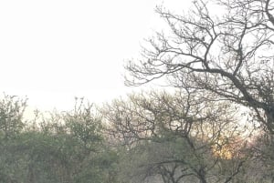 Ab Delhi: 4-tägige geführte Tour zum Goldenen Dreieck & Ranthambore