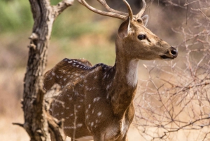 Из Дели: 4-дневный Золотой треугольник и сафари на тигров в Рантхамборе