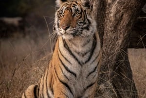 Из Дели: 4-дневный Золотой треугольник и сафари на тигров в Рантхамборе