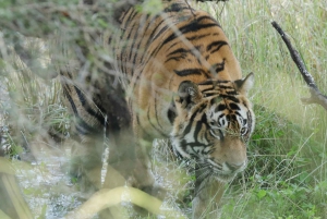 Из Дели: 4-дневный Золотой треугольник и сафари на тигров в Рантхамборе