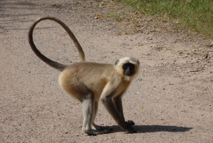 Из Дели: 4-дневный Золотой треугольник и сафари на тигров в Рантхамборе