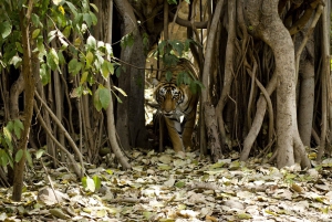 Из Дели: 4-дневный Золотой треугольник и сафари на тигров в Рантхамборе