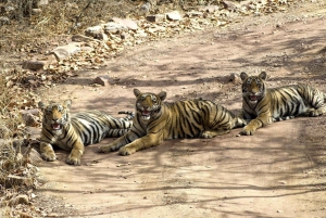 Из Дели: 4-дневный Золотой треугольник и сафари на тигров в Рантхамборе