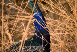 Из Дели: 4-дневный Золотой треугольник и сафари на тигров в Рантхамборе