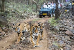 Da Delhi: 4 giorni di Triangolo d'Oro e safari con le tigri di Ranthambore