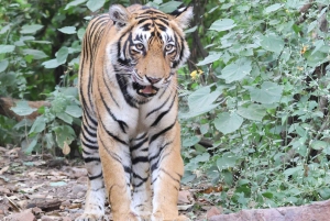 Fra Delhi: 4-dagers Golden Triangle & Ranthambore Tiger Safari