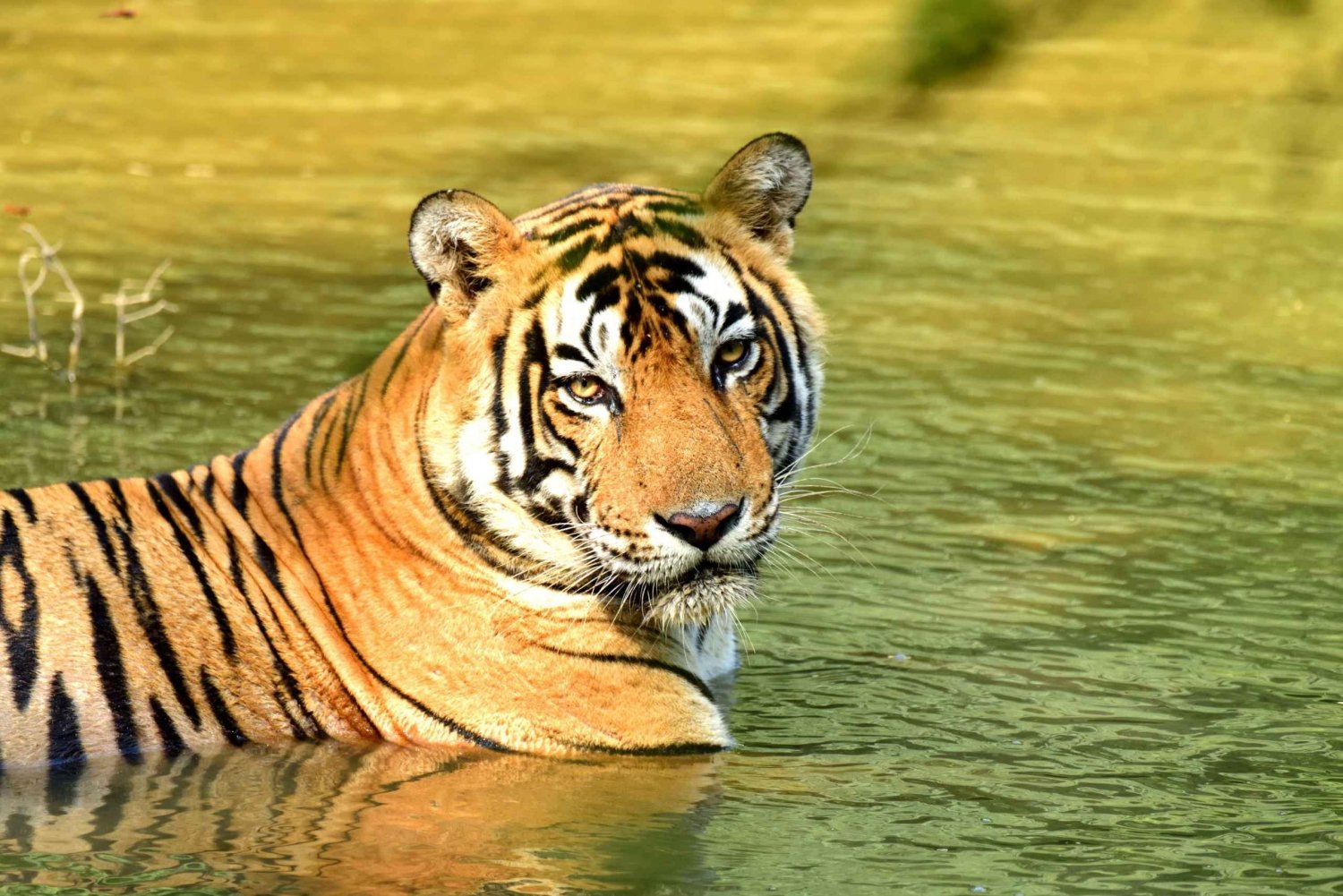 From Delhi: 4-Day Golden Triangle & Tiger Safari Tour by Car