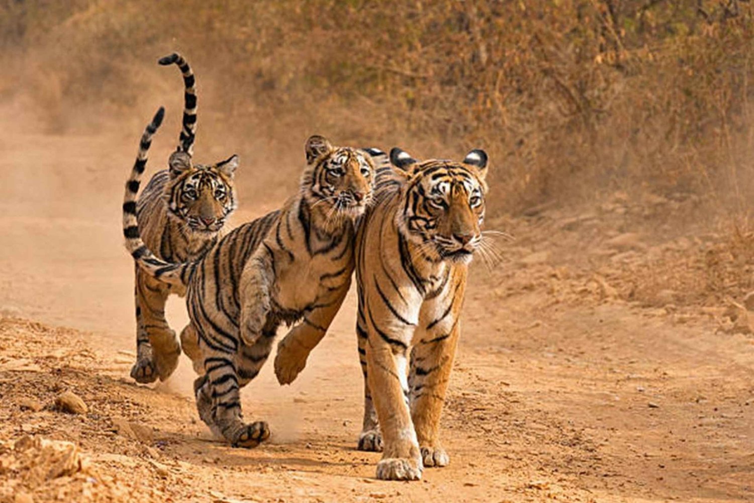 Da Delhi: Tour di 4 giorni del Triangolo d'Oro e safari a Ranthambore