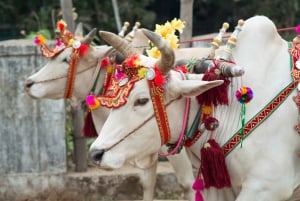 Vanuit Delhi: 5-daagse Golden Triangle & Ranthambore Tiger Safari