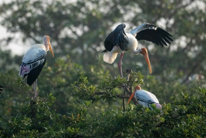 Da Delhi: 5 giorni di Triangolo d'Oro, Safari e Santuario degli Uccelli