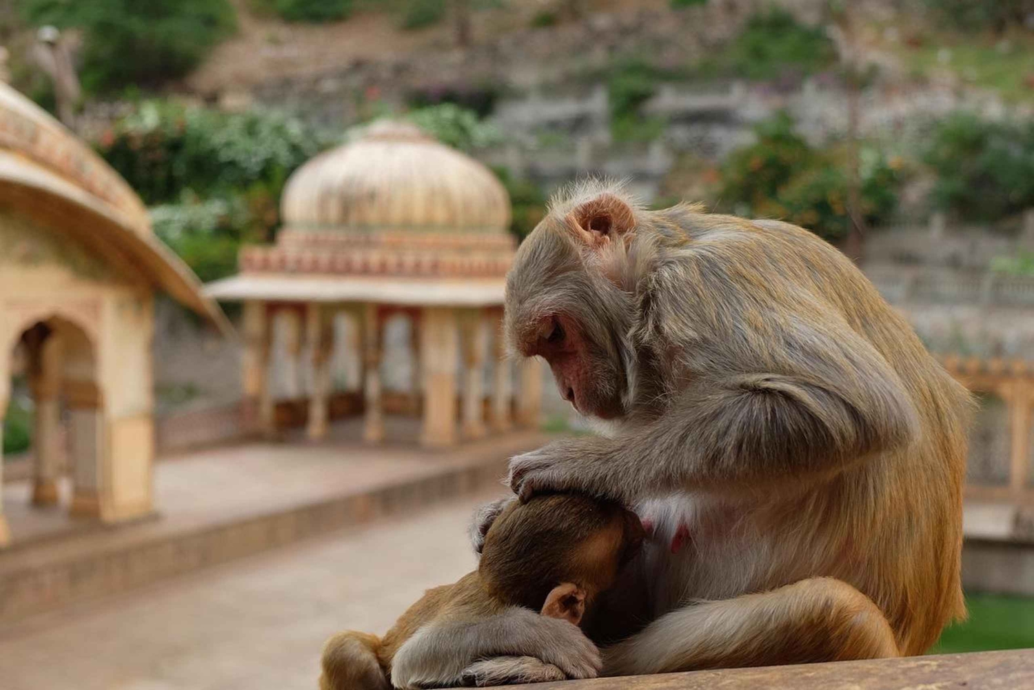 Vanuit Delhi: 5-daagse Gouden Driehoek, Safari & Vogels Tour
